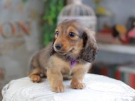 Kaninchen_Dachshund_4249