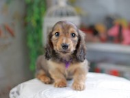 Kaninchen_Dachshund_4251 Kaninchen_Dachshund_4251