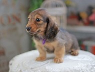 Kaninchen_Dachshund_4253