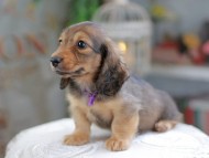 Kaninchen_Dachshund_4262 Kaninchen_Dachshund_4262