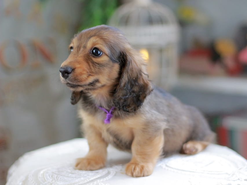 カニンヘンダックスフンド チャンミ&リバティの子犬 レッド 男の子（1）