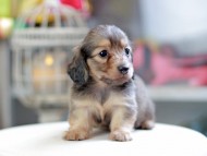 Kaninchen_Dachshund_4269 Kaninchen_Dachshund_4269