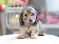 Kaninchen_Dachshund_4272