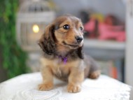 Kaninchen_Dachshund_4272