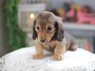 Kaninchen_Dachshund_4273
