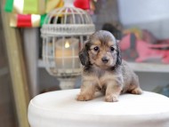 Kaninchen_Dachshund_4278