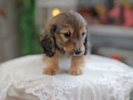 Kaninchen_Dachshund_4283