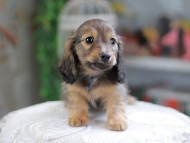Kaninchen_Dachshund_4284