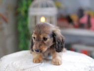 Kaninchen_Dachshund_4286