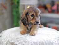 Kaninchen_Dachshund_4287 Kaninchen_Dachshund_4287