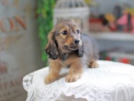 Kaninchen_Dachshund_4289 Kaninchen_Dachshund_4289