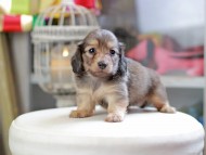 Kaninchen_Dachshund_4290