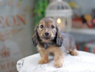Kaninchen_Dachshund_4297 Kaninchen_Dachshund_4297
