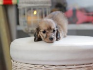 Kaninchen_Dachshund_4301
