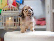 Kaninchen_Dachshund_4303