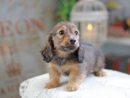 Kaninchen_Dachshund_4304