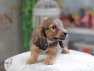 Kaninchen_Dachshund_4307