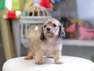 Kaninchen_Dachshund_4314