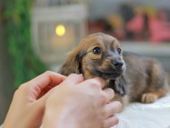 Kaninchen_Dachshund_4318