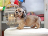 Kaninchen_Dachshund_4325
