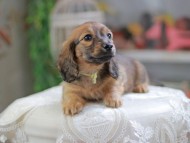 Kaninchen_Dachshund_4328 Kaninchen_Dachshund_4328