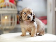 Kaninchen_Dachshund_4329