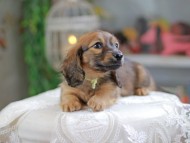 Kaninchen_Dachshund_4334