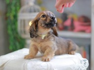 Kaninchen_Dachshund_4342