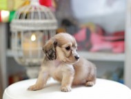 Kaninchen_Dachshund_4346 Kaninchen_Dachshund_4346