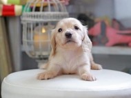 Kaninchen_Dachshund_4354