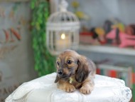 Kaninchen_Dachshund_4355 Kaninchen_Dachshund_4355