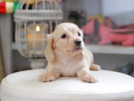 Kaninchen_Dachshund_4357