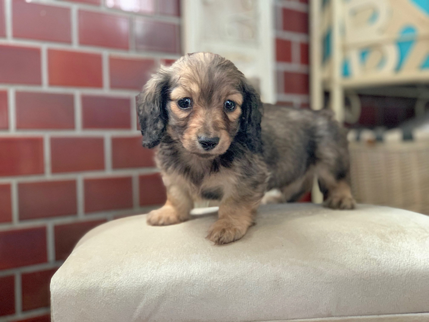 カニンヘンダックスフンド レディ&ロックスの子犬 シェーデットイエロー 男の子 カニンヘンダックスフンド