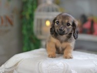 Kaninchen_Dachshund_4368