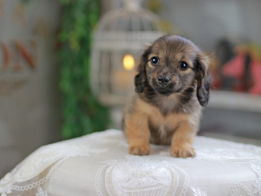 カニンヘンダックスフンド チャンミ&リバティの子犬 レッド 女の子