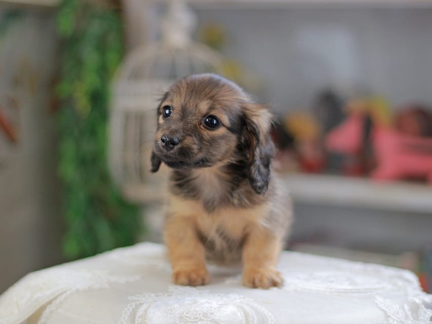 カニンヘンダックスフンド チャンミ&リバティの子犬 レッド 女の子