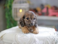Kaninchen_Dachshund_4372
