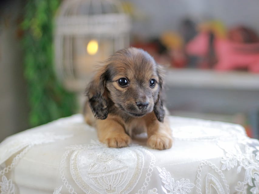 カニンヘンダックスフンド チャンミ&リバティの子犬 レッド 女の子