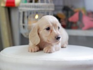 Kaninchen_Dachshund_4374