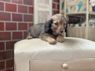Kaninchen_Dachshund_4377