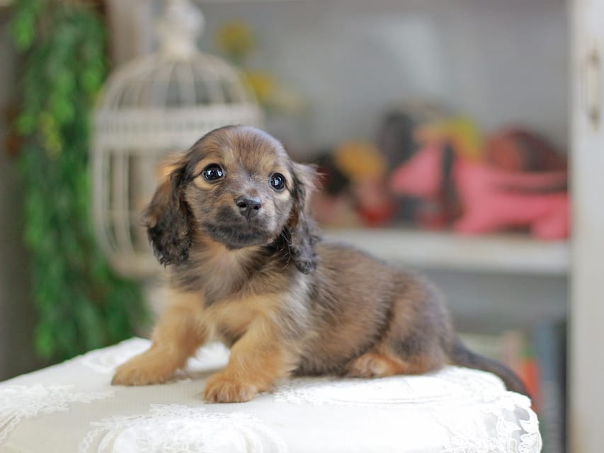 カニンヘンダックスフンド チャンミ&リバティの子犬 レッド 女の子