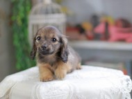 Kaninchen_Dachshund_4393
