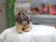 Kaninchen_Dachshund_4394