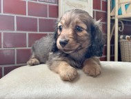 Kaninchen_Dachshund_4395