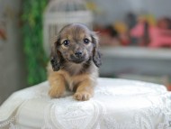 Kaninchen_Dachshund_4396