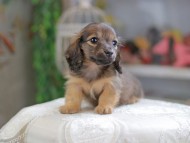 Kaninchen_Dachshund_4400