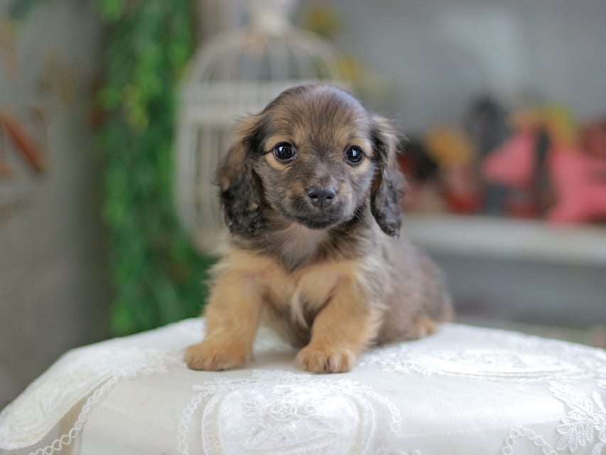 カニンヘンダックスフンド チャンミ&リバティの子犬 レッド 女の子