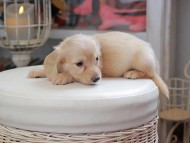 Kaninchen_Dachshund_4403