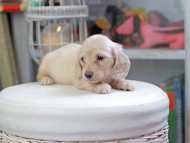 Kaninchen_Dachshund_4407