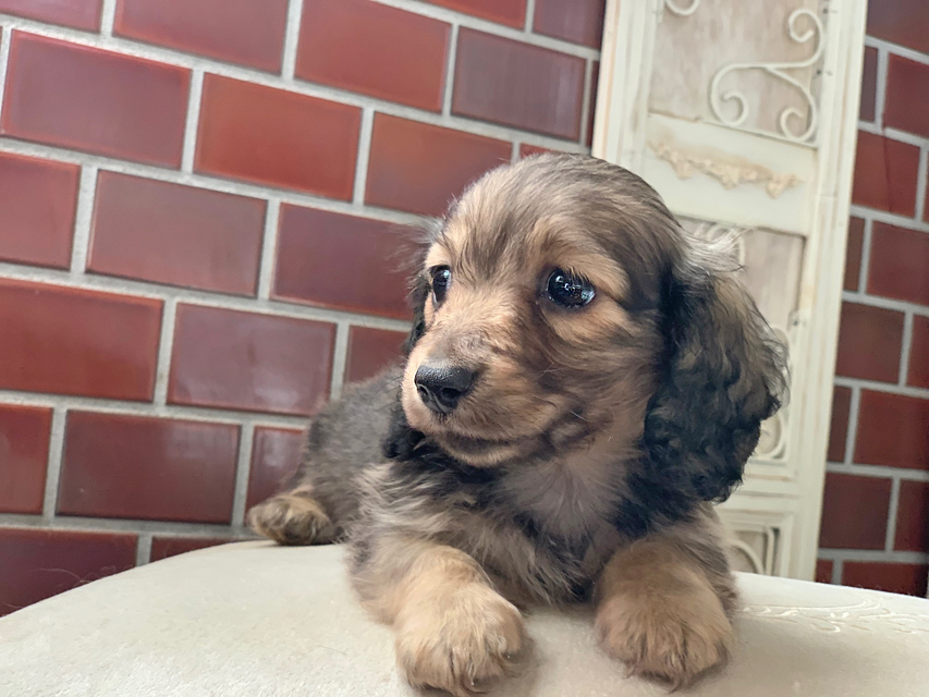 カニンヘンダックスフンド レディ&ロックスの子犬 シェーデットイエロー 男の子 カニンヘンダックスフンド